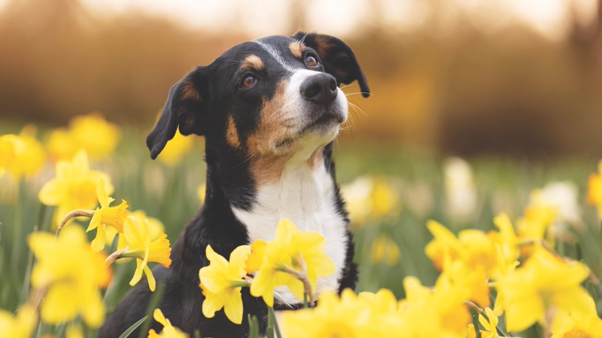 Cambridge Edition tweet media