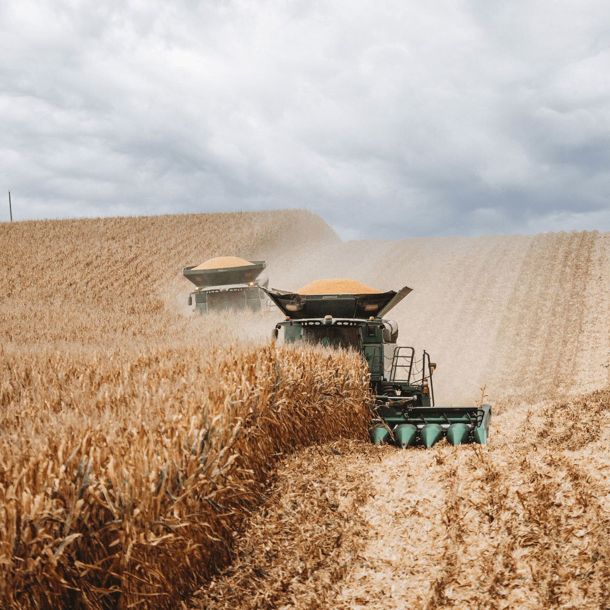 UNL Center for Ag Profitability tweet media