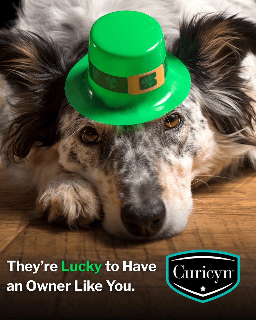 Curicynproducts's tweet photo. Happy #StPatricksDay from Curicyn, where we believe healing shouldn't rely on luck. ☘️  Curicyn supports skin and eye health across species, from companion animals and pets to working livestock. https://t.co/OPgDsK4Cr5