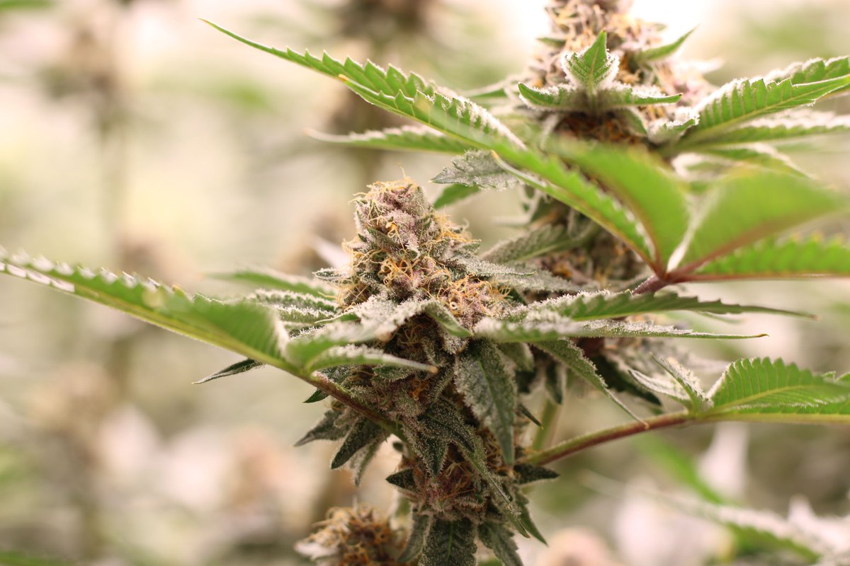 American ReLeaf tweet media