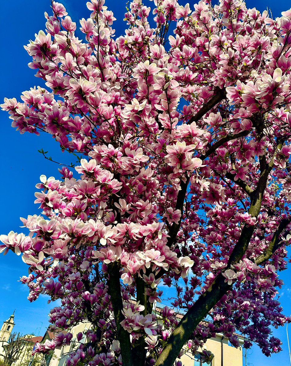 Veli 🐱💗 tweet media