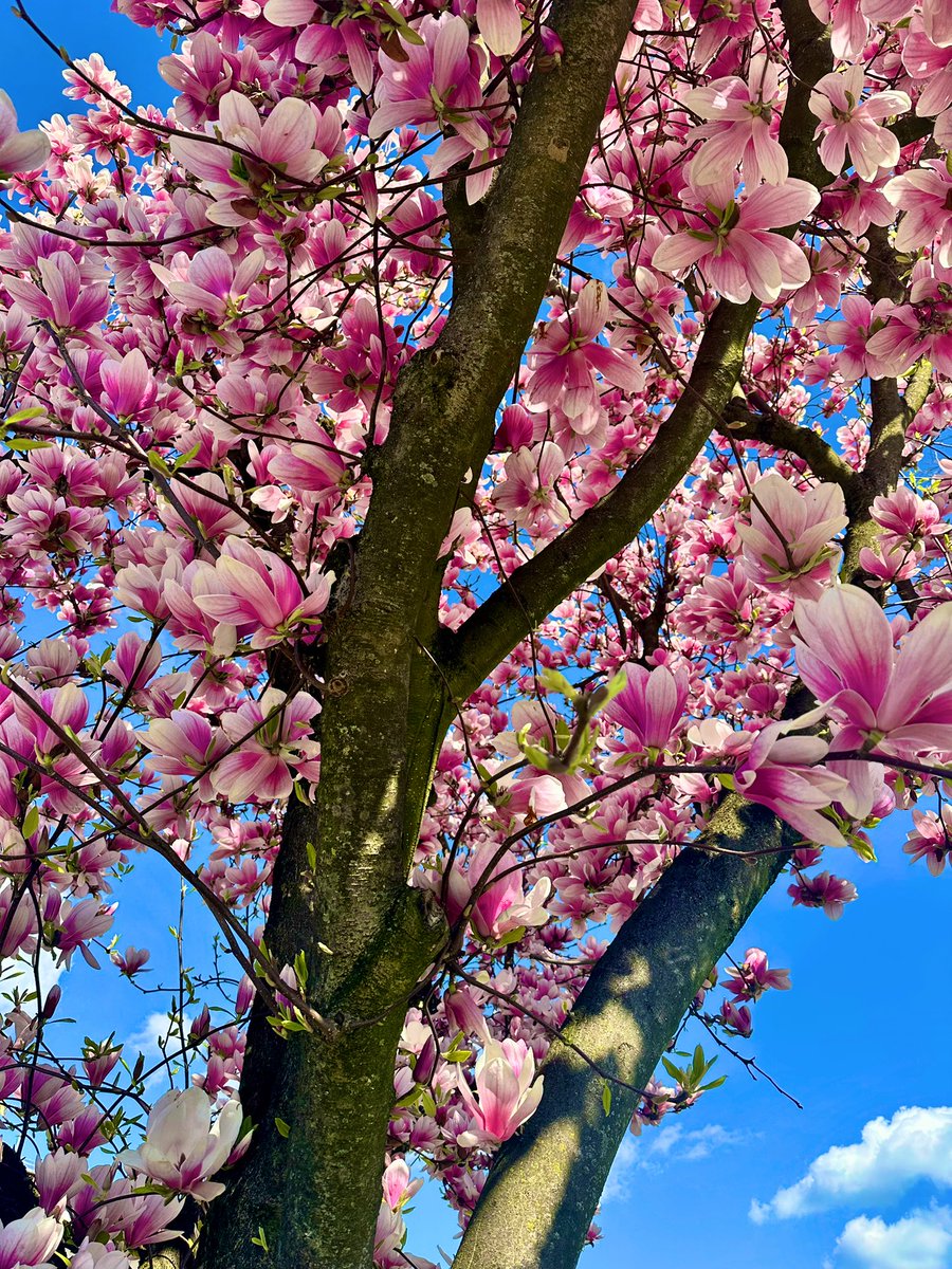 Veli 🐱💗 tweet media