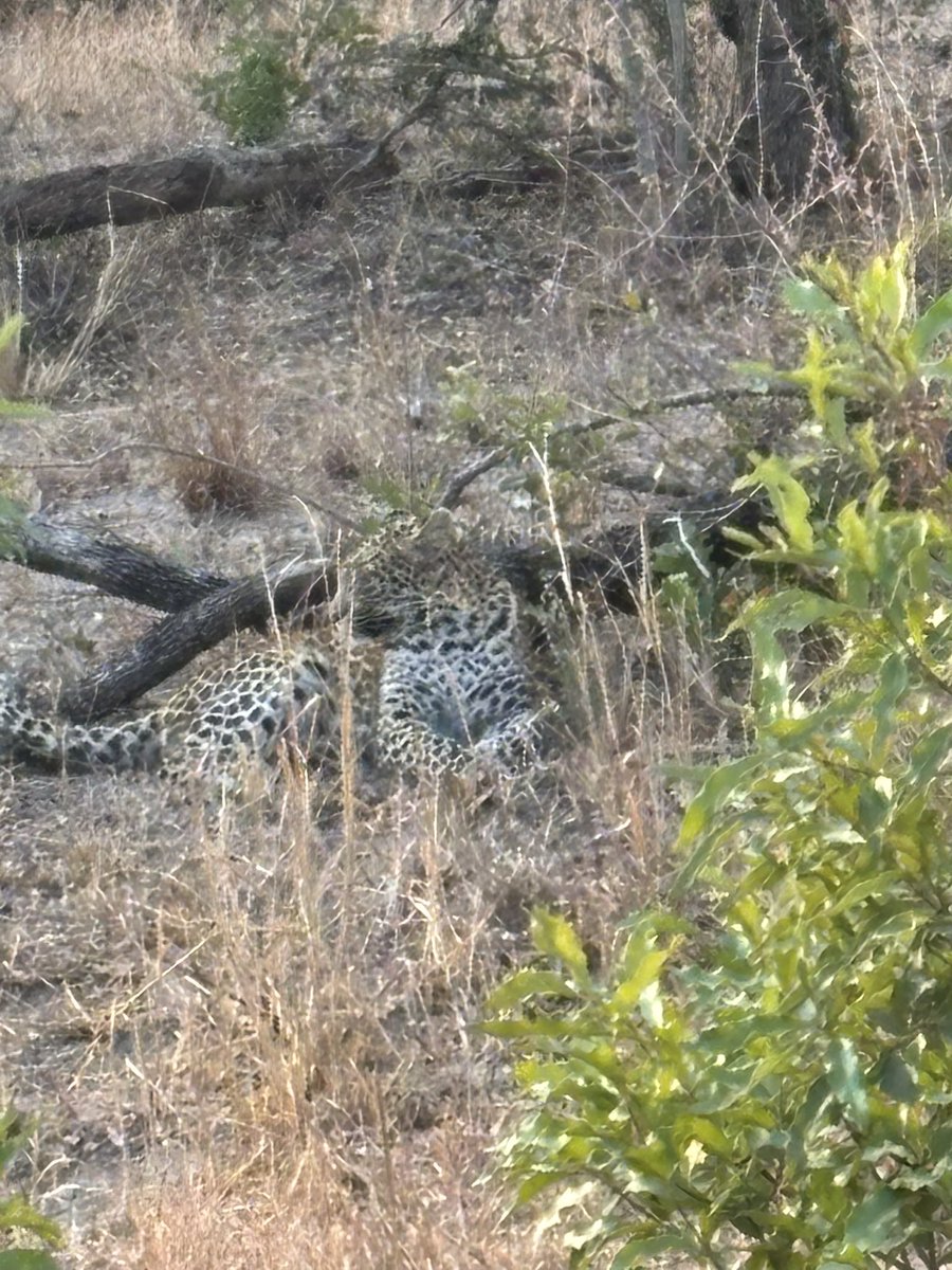 Giraffe Girl tweet media