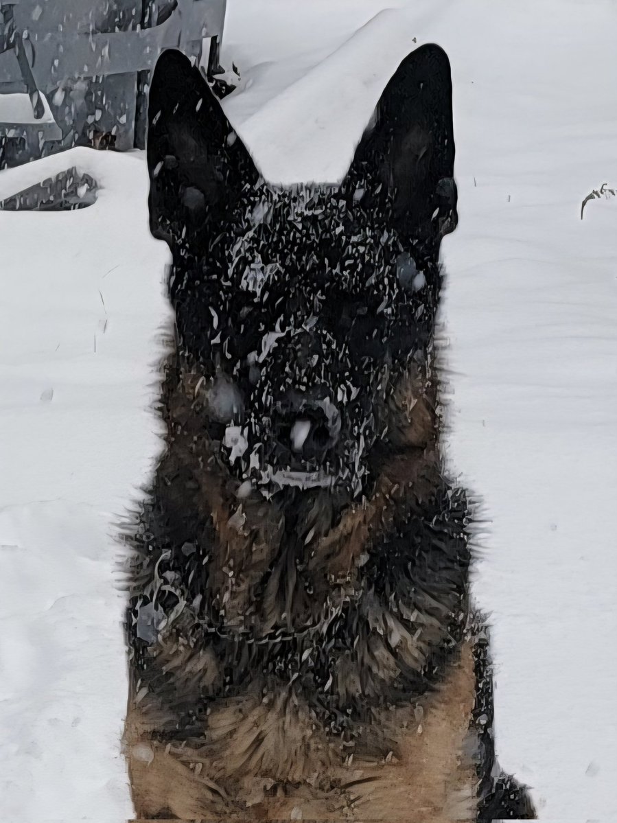 Adrian Fenton tweet media