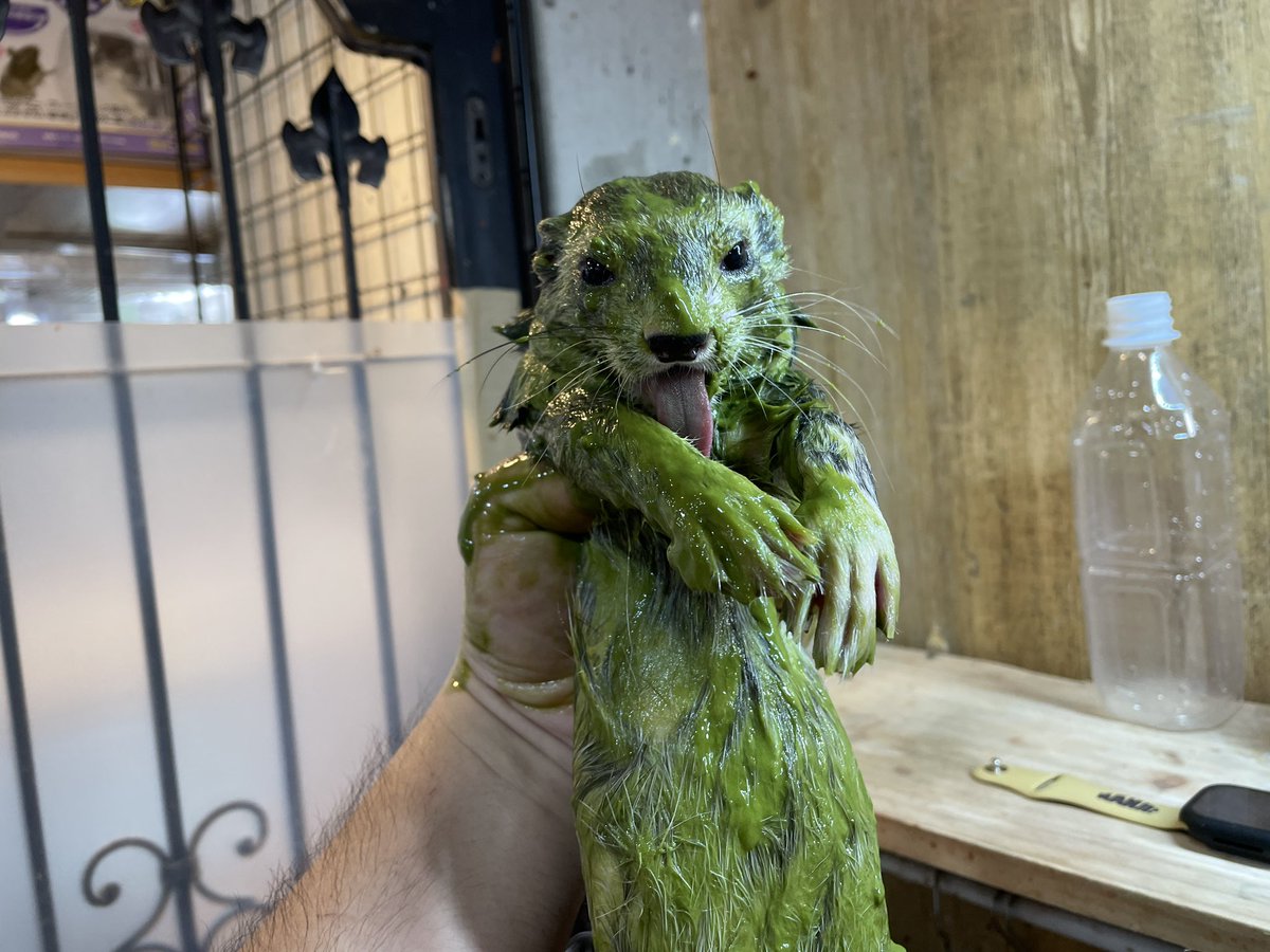 FlakFerret ➡️ FWA, AC tweet media