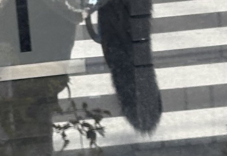 もふびー🐾 tweet media