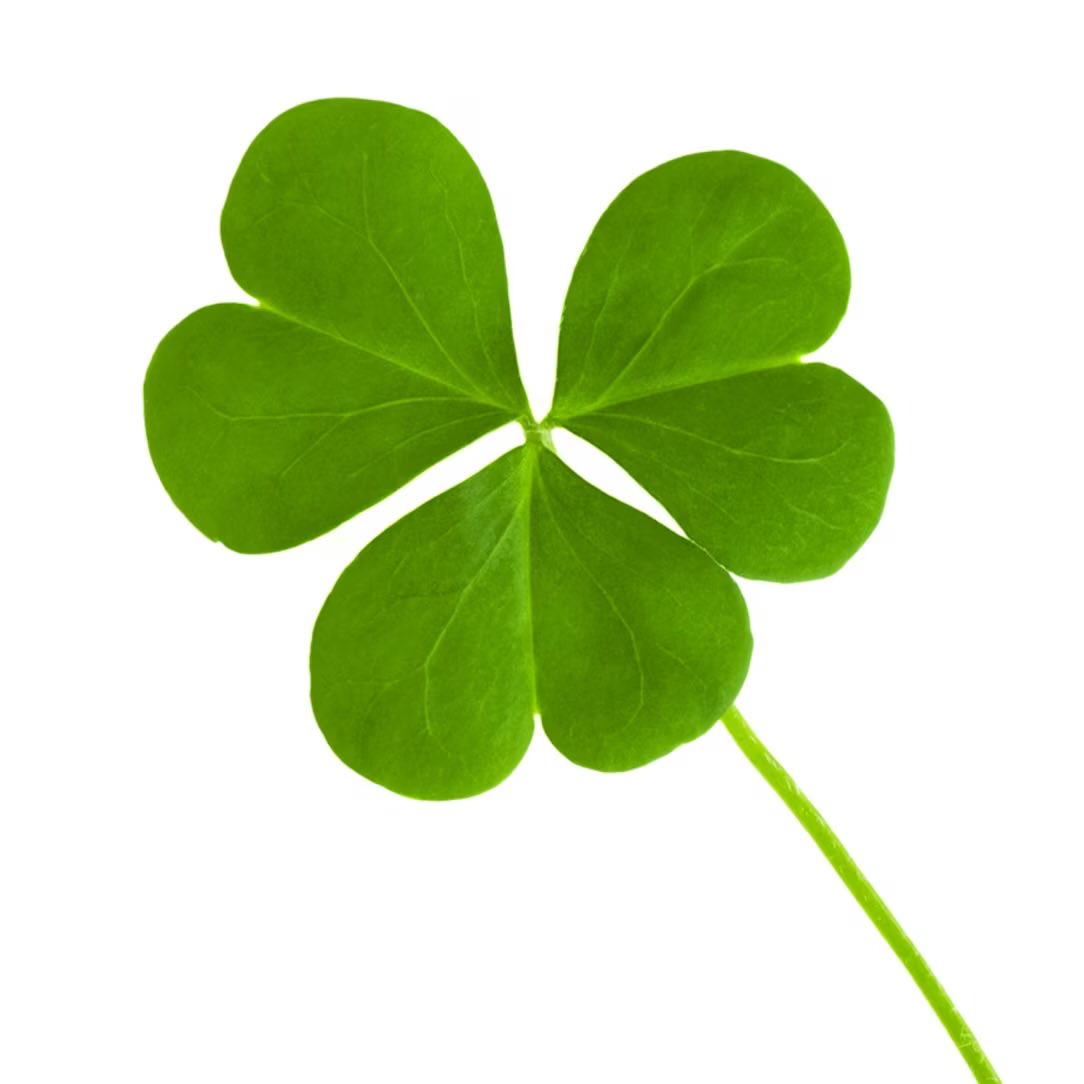 Ivan Kaye tweet media