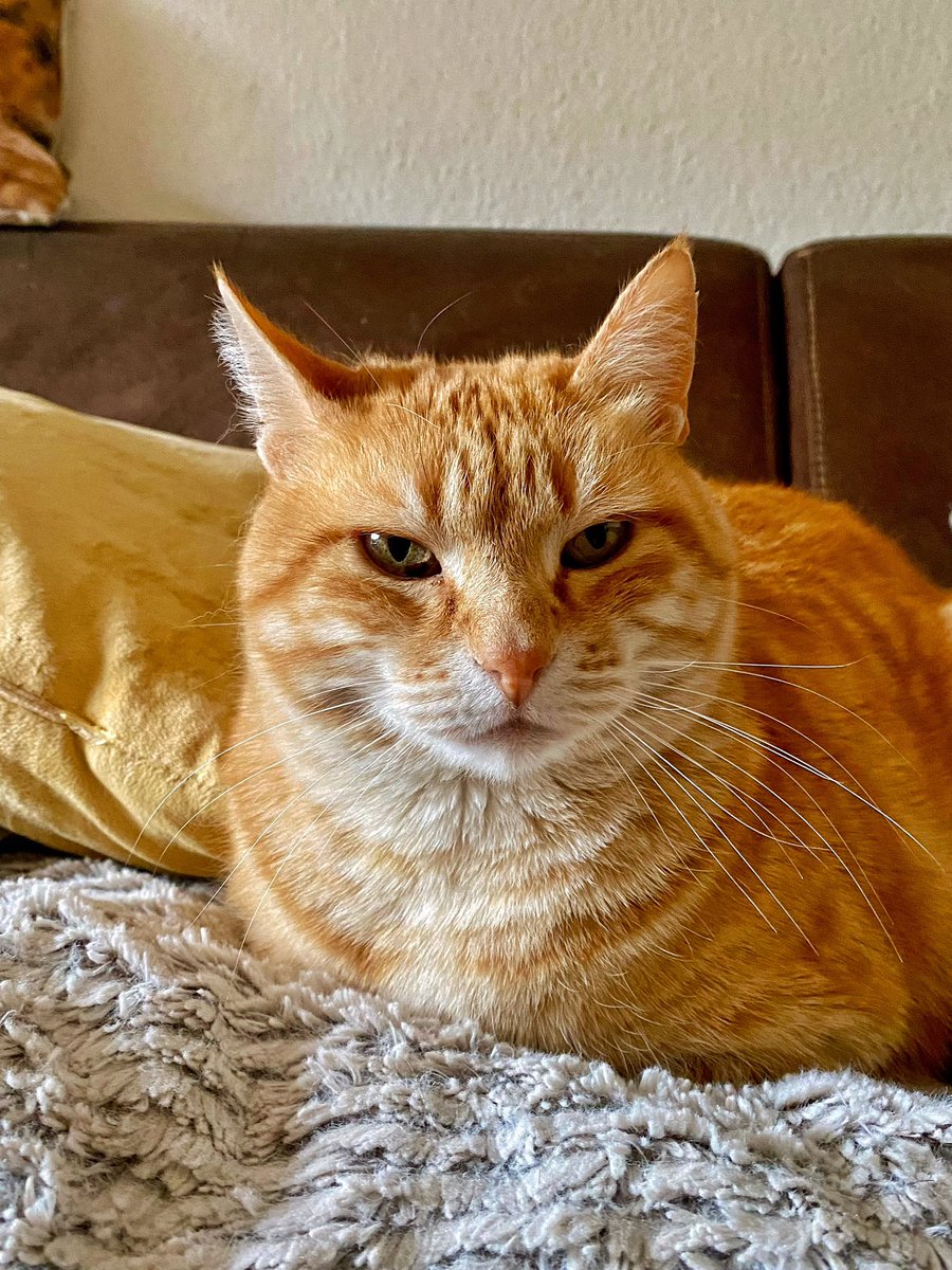 Giuseppe, Rudi & Hannes † tweet media