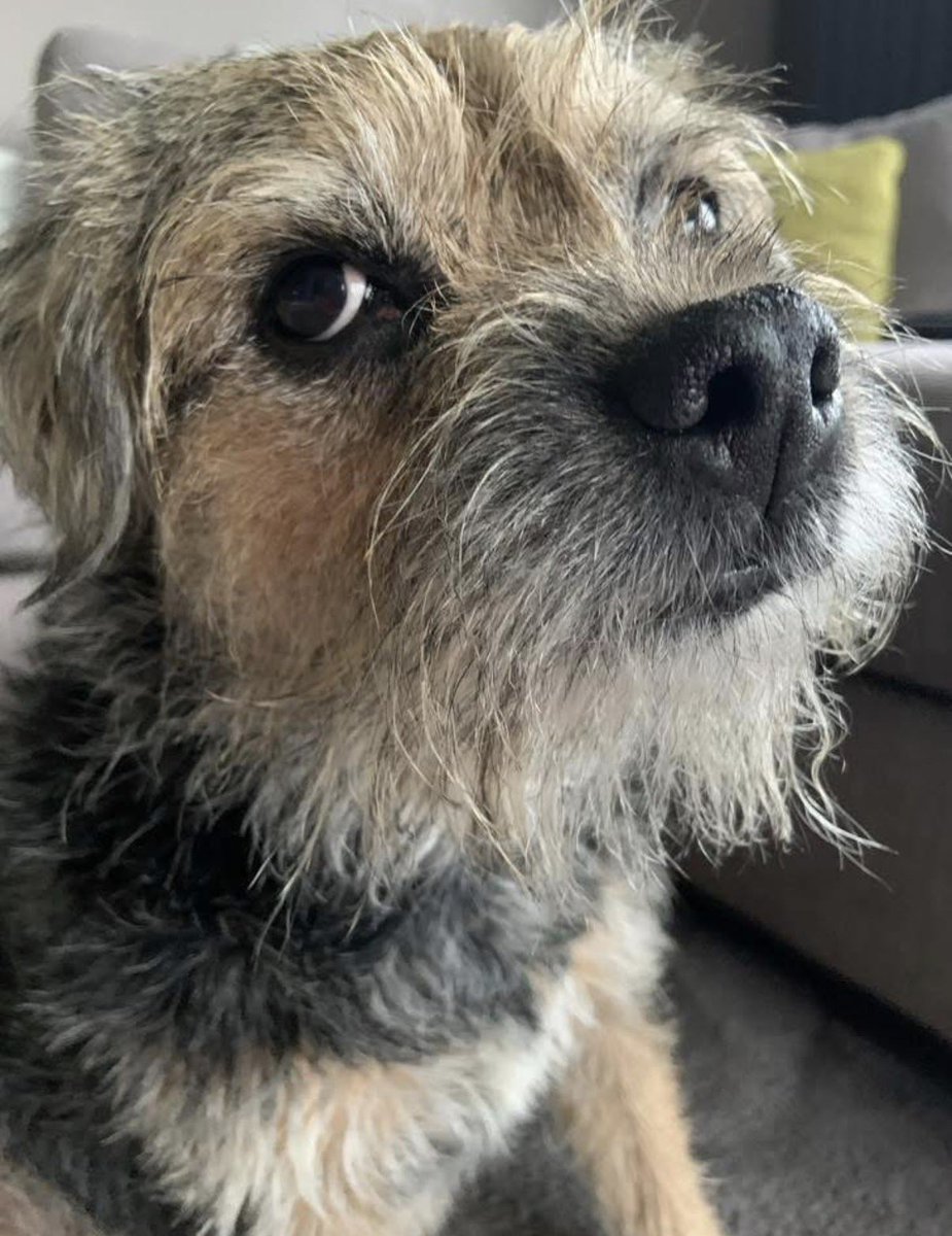 Lord Scrappy Nelson tweet media