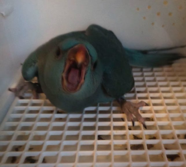 b_rontal46955's tweet photo. @bunbundori20 @bunbundori20 🦜🤪 https://t.co/UKuljfJHrP