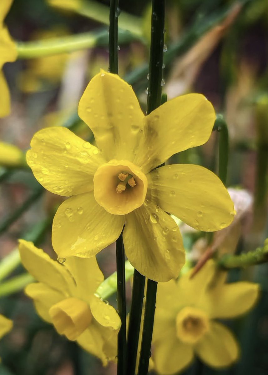frenchscotjeff's tweet photo. A bit of yellow sunshine to brighten up this gloomy day!
โ๐
#wildflowers
#Flowersmakemehappy
#ColorADay #flowers #photohour #bloomscrolling #life #DailyFlowers https://t.co/y0LRFQvgUi