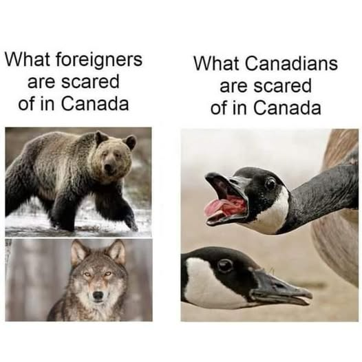 Windy101🇨🇦🇺🇸🇺🇦🐾🐾🐾 tweet media