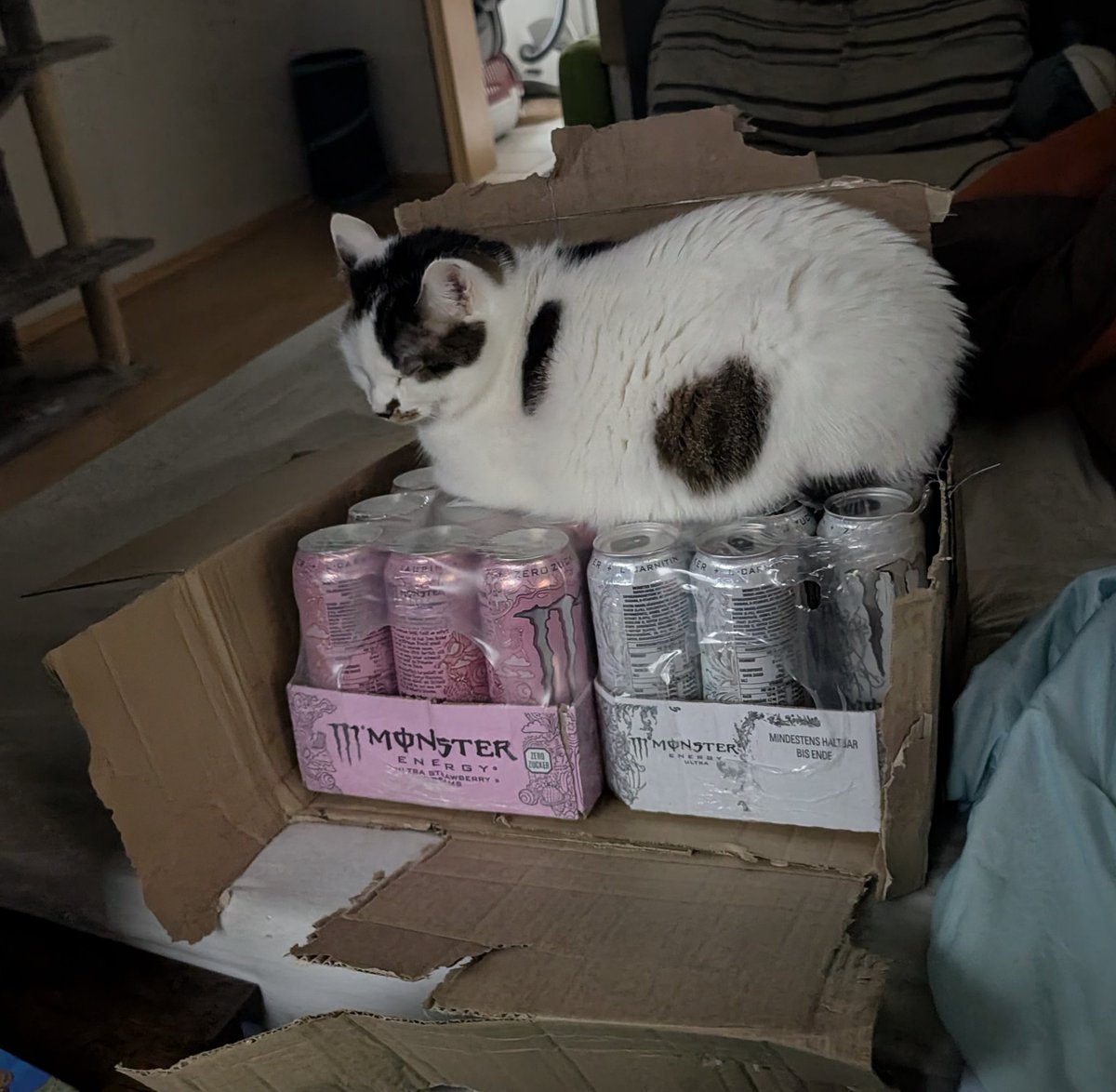 localCatboy omo tweet media