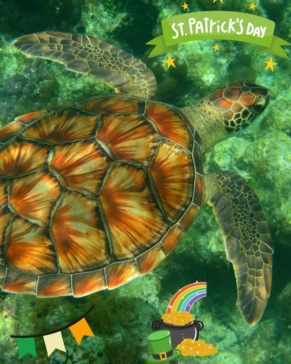 conserveturtles's tweet photo. Happy St. Patrick’s Day! Did you know, green turtles are named for the color of their fat, not the color of their shell?? 🐢☘️💚

Photo credit: Julie Suess https://t.co/93Gd9R9I2d