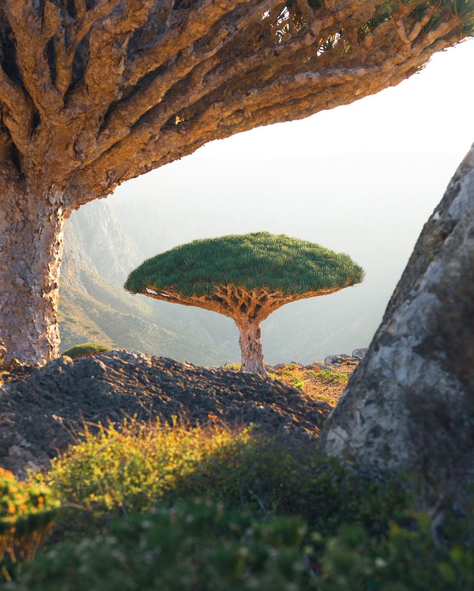 Planet Doğa tweet media