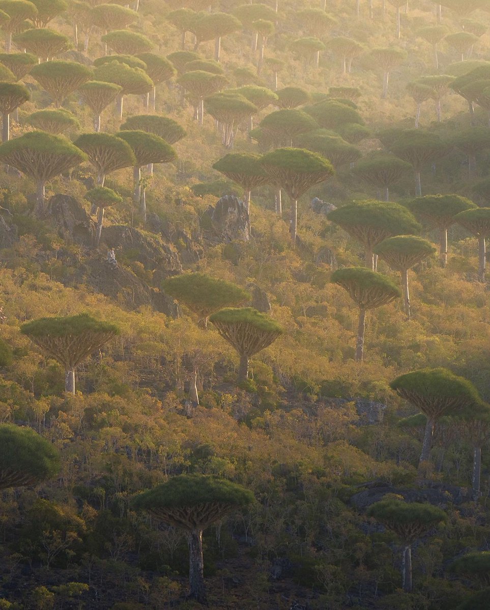 Planet Doğa tweet media