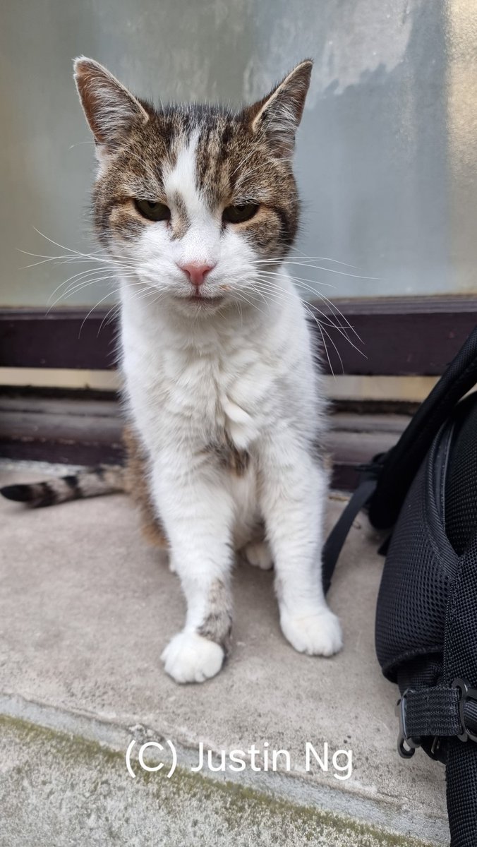 Justin Ng tweet media