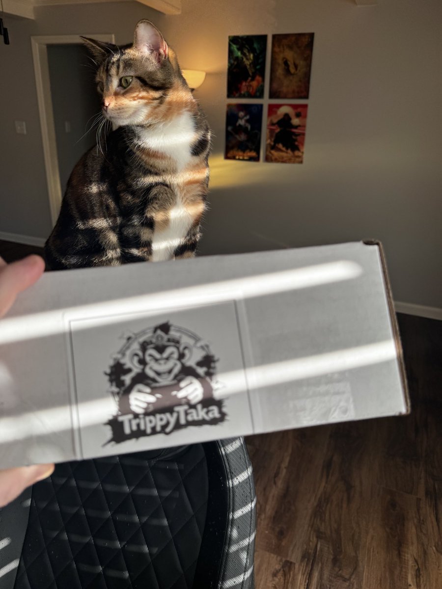 TrippytakaLLC's tweet photo. Nola oversees all the purrfect packaging this morning and I make sure it passes her rigorous quality assurance “test”  for safe travel! https://t.co/LNfIgXfY4J