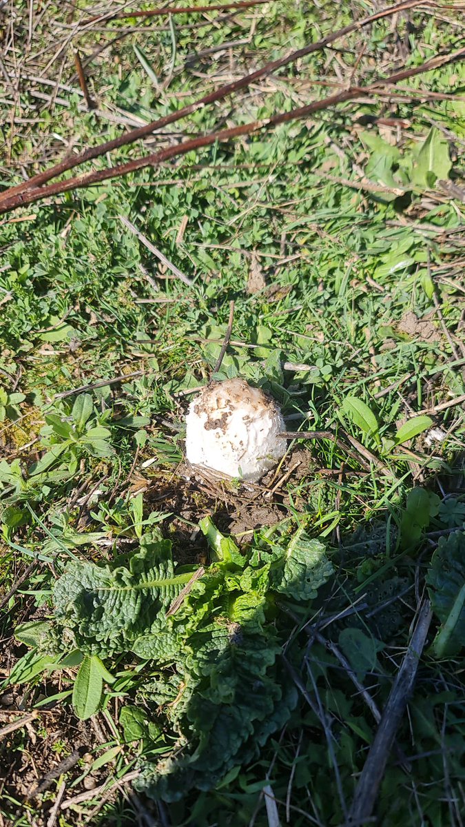 Alvaro Señán tweet media