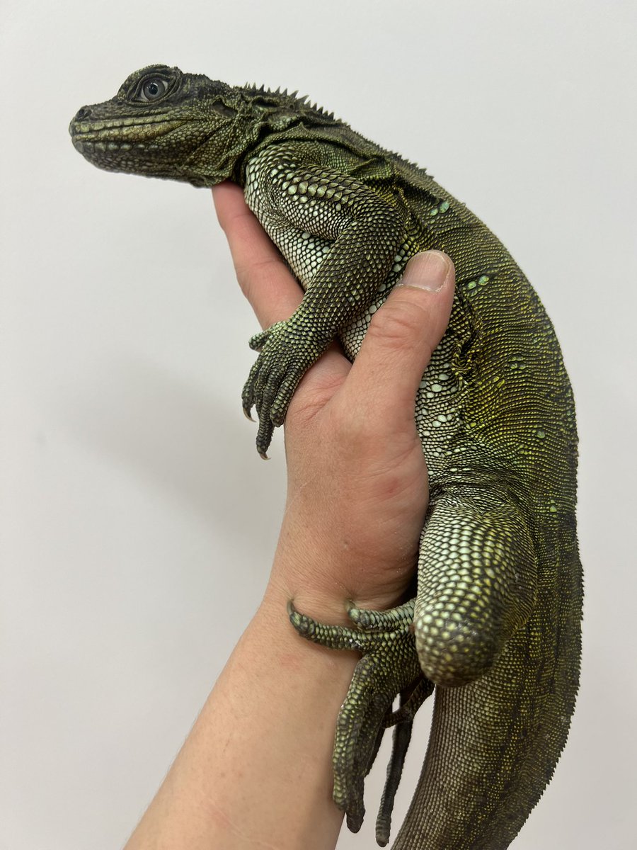 【＋libero. monster box】 〜上昇志向で自由な怪物の箱〜 tweet media