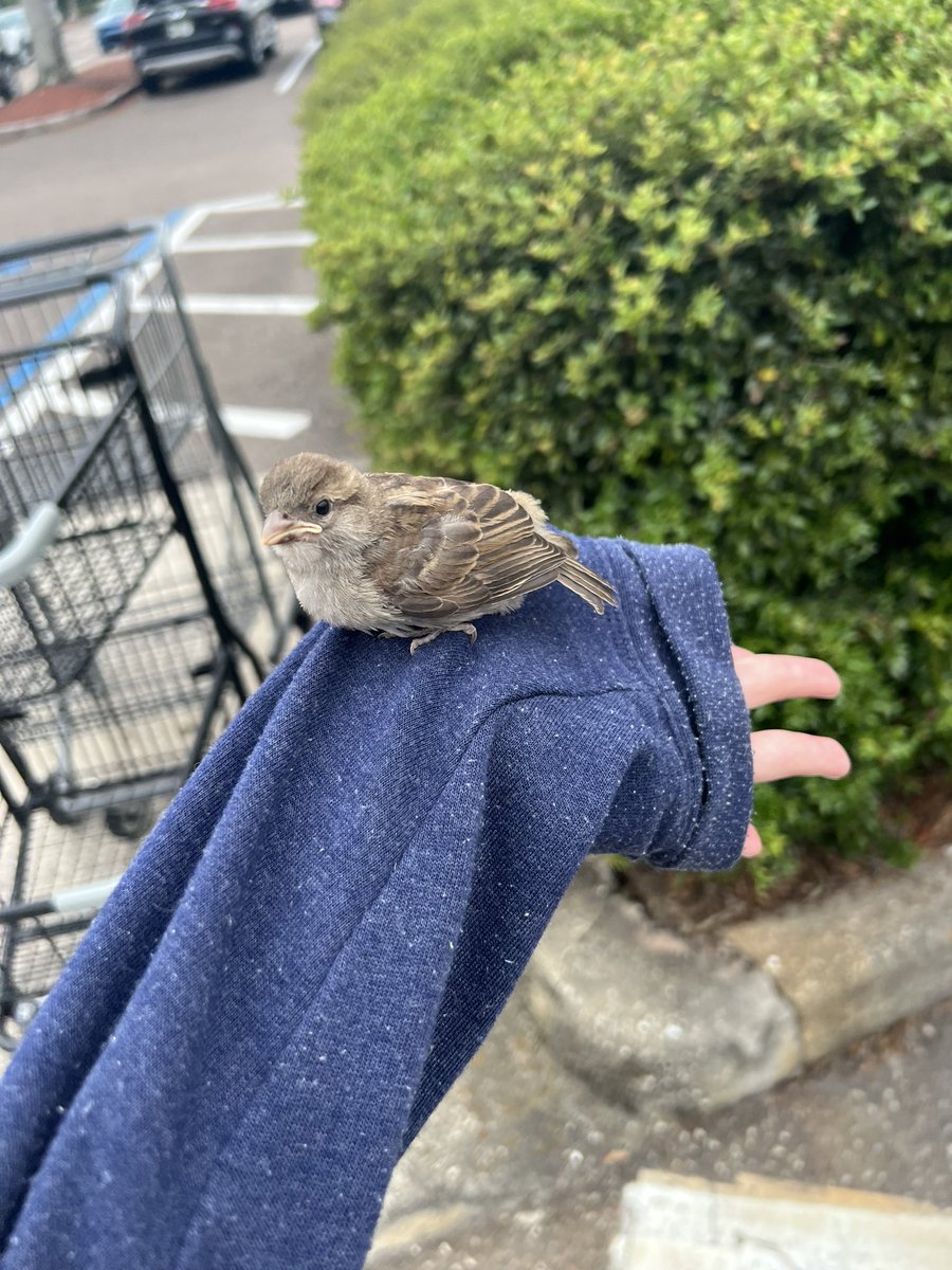 derpina ☘︎ tweet media