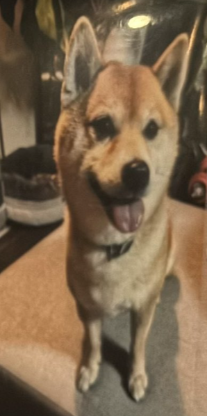 A Shiba Inu named FLOKI was fatally hit by a three-wheeled bike while on a walk with the owner. The driver fled.
If you have any info, please contact Fujisawa Police (0466-24-0110).
As a fellow Shiba owner, I can’t just ignore this 💔