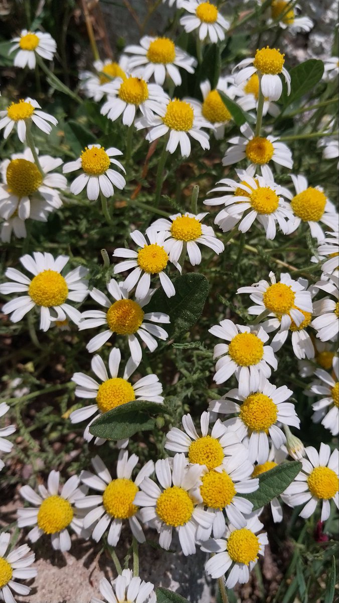 Baharın gelişinin habercisi...