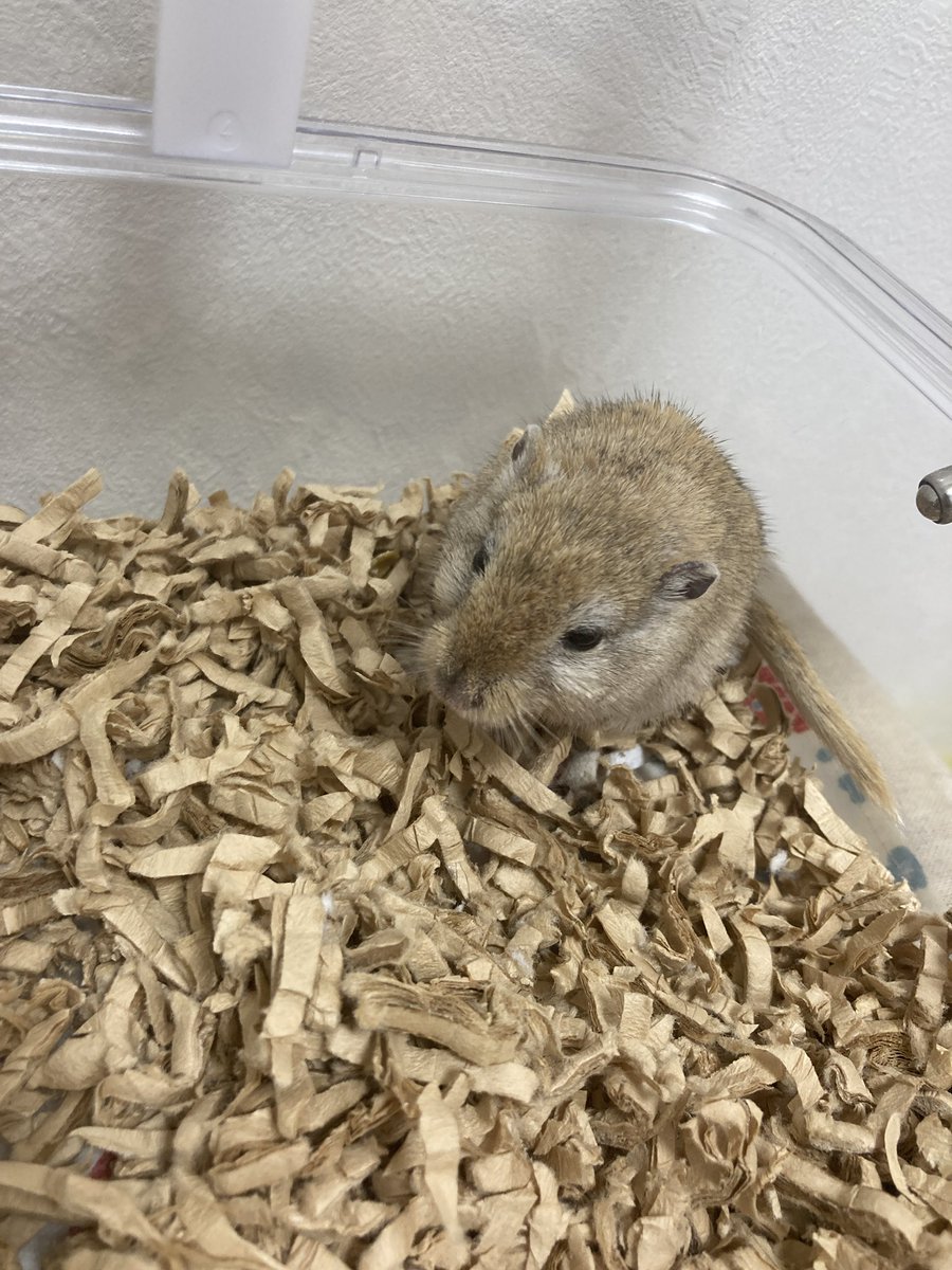 噛まないけど飼い主のささくれを引きちぎるタイプのスナネズミ