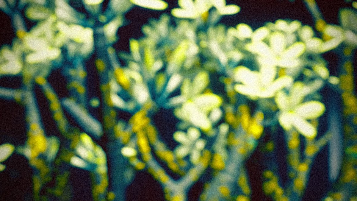 Adamir Sefwick tweet media