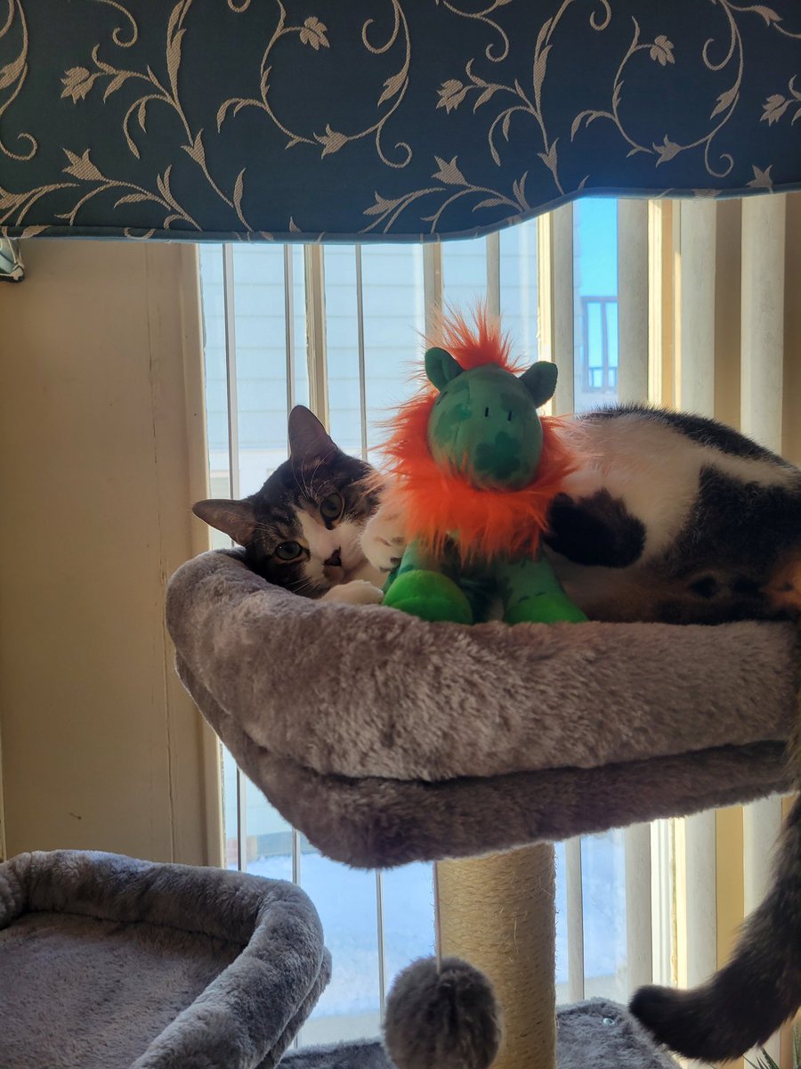 zandermanderthebt🐶 and Whiskey James 😺 tweet media