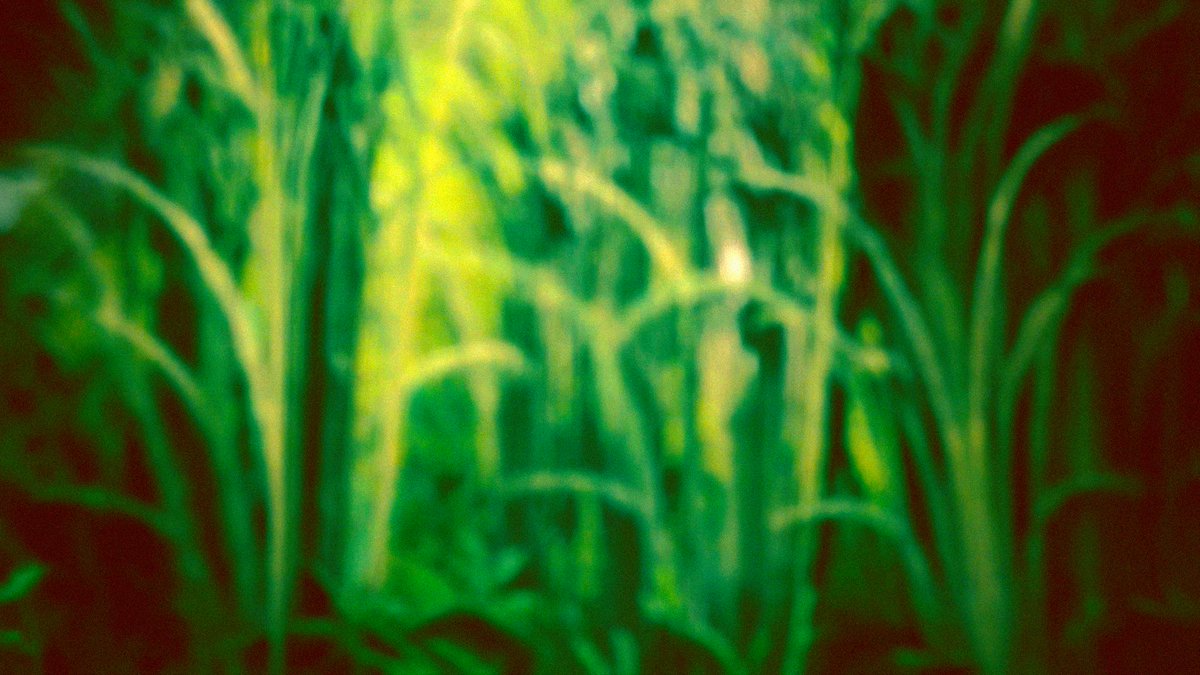 Adamir Sefwick tweet media