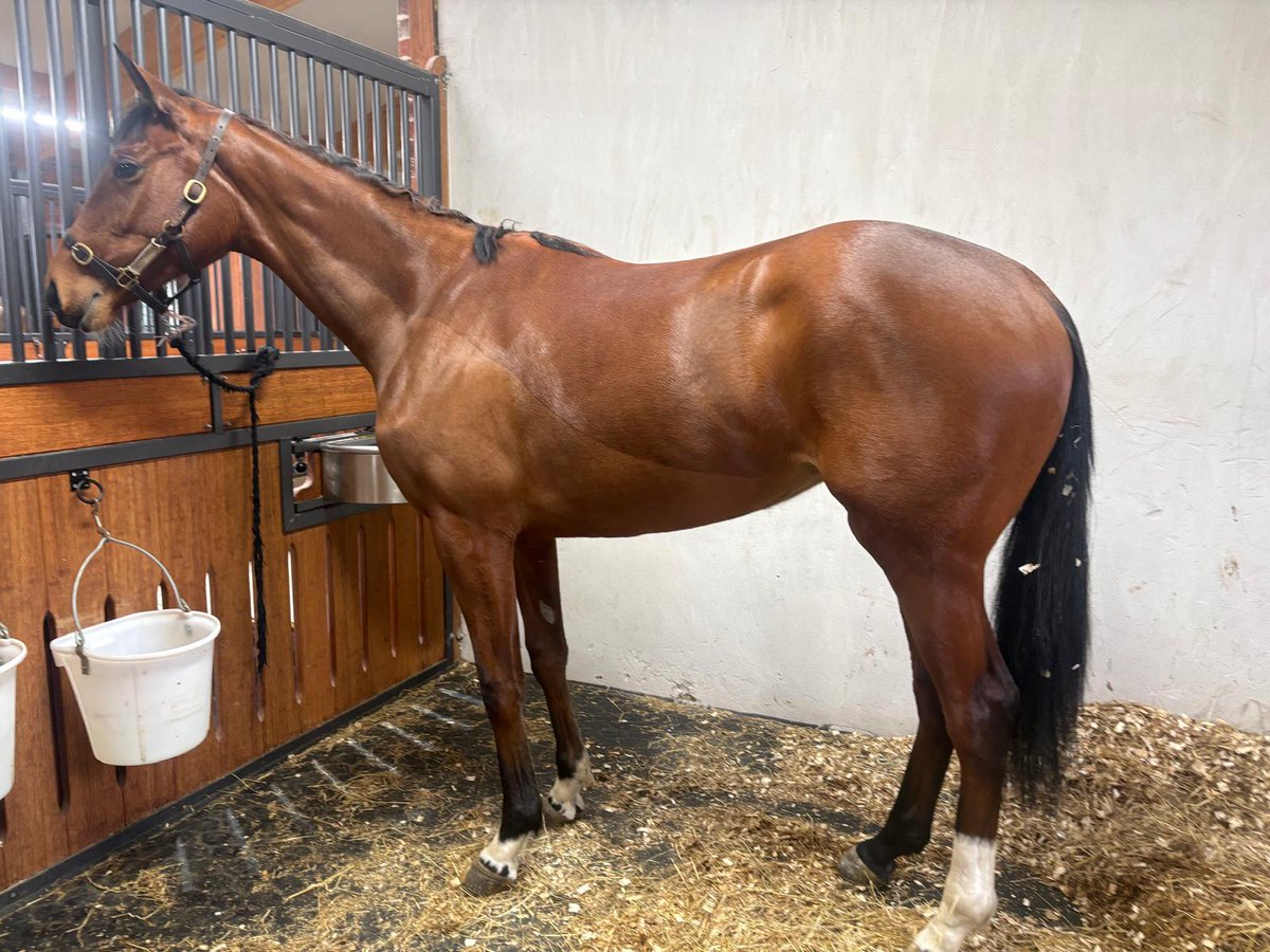 Middleham Park Racing tweet media