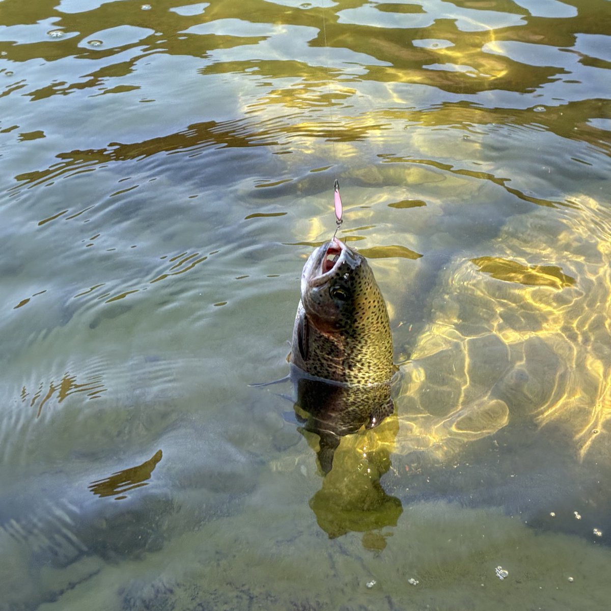 たかいち🎣 tweet media