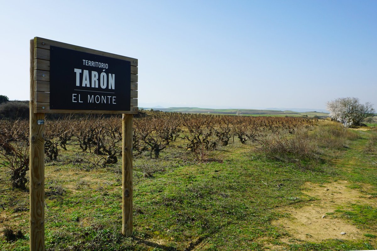 BodegasTaron tweet media