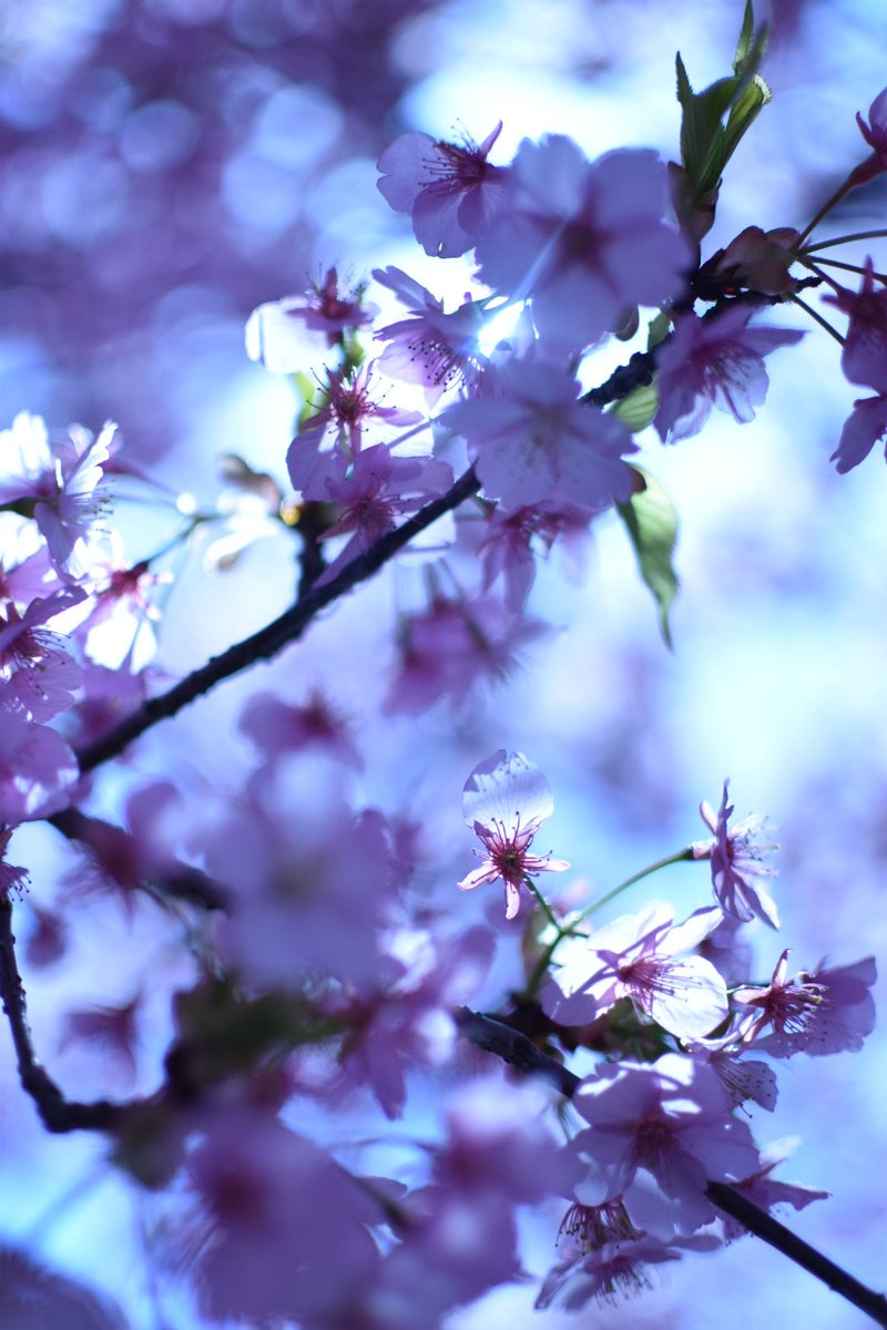 tmt_11m's tweet photo. 春色
#ファインダー越しの私の世界ᅠ 
#河津桜
※全て縦写真 https://t.co/DsHhdjxBI6