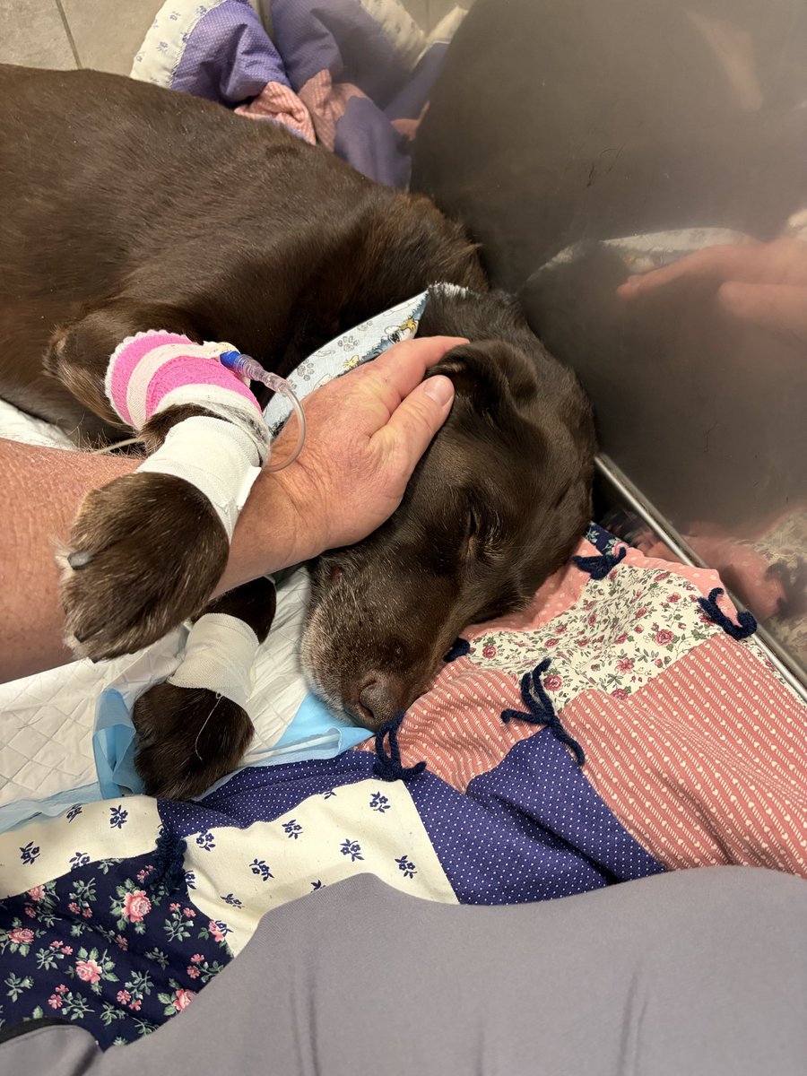 TreeShips tweet media