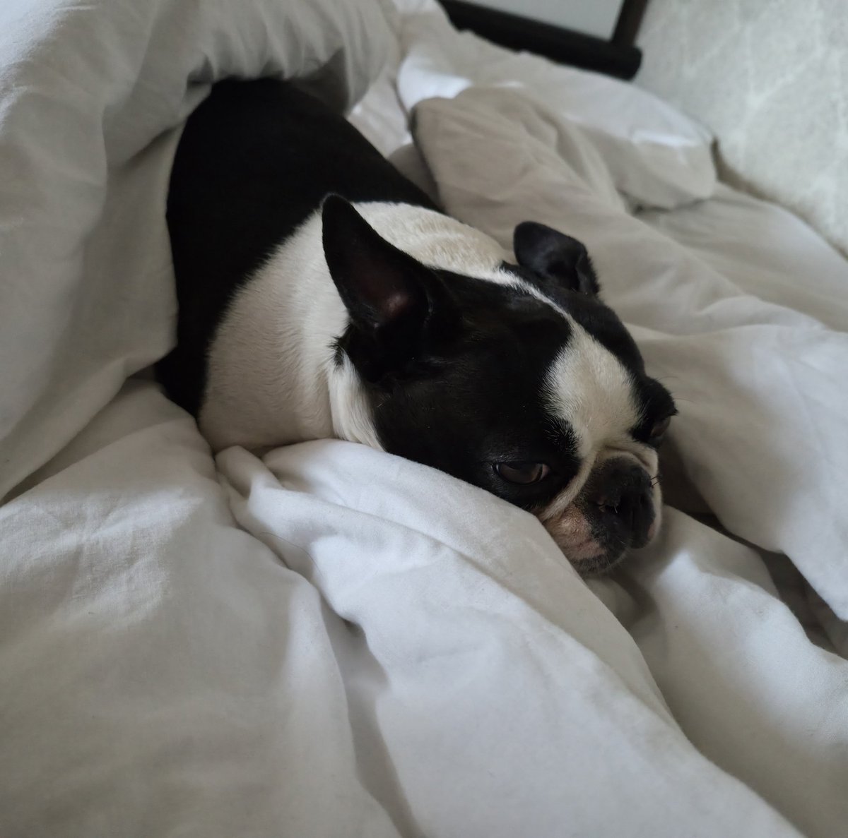 піца з ананасами tweet media