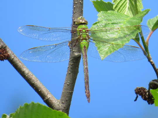 Credit Valley Conservation tweet media