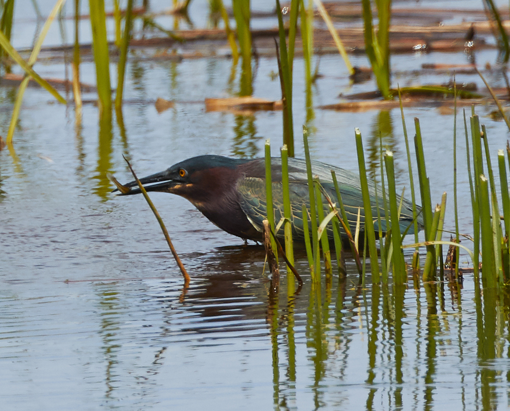 Credit Valley Conservation tweet media