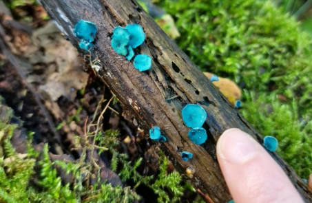 Credit Valley Conservation tweet media