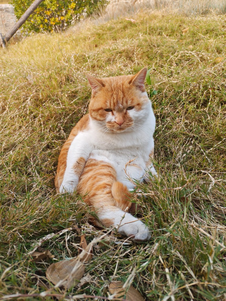 Chiranjeev tweet media