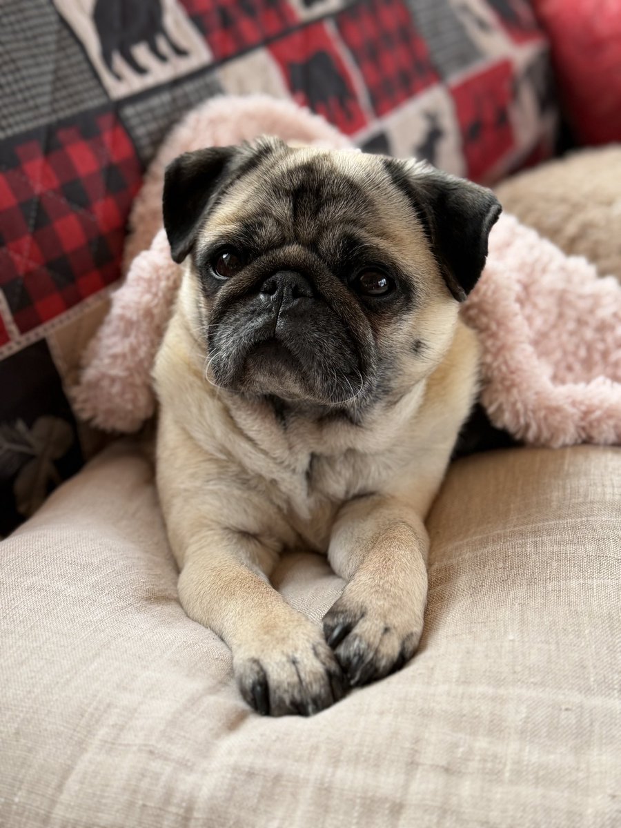 Edna the Pug & Angel Edie 🌈 tweet media