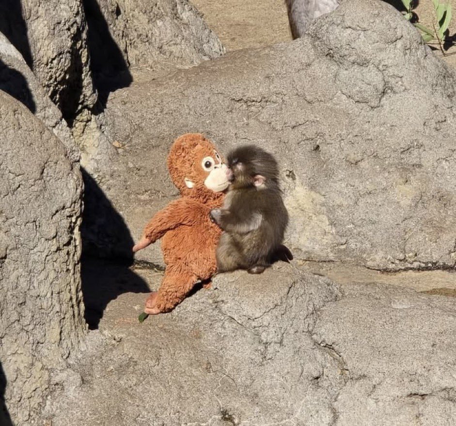 panchikun_love's tweet photo. #がんばれパンチ #子ザルのパンチくん #panchi #パンチくん
ソムンイさんへの「大好き」が全身から溢れ出しちゃってるパンチくん😳💖 まっすぐな愛の表現にキュンキュンが止まらないね！🥰

https://t.co/yHAtQ1THGj