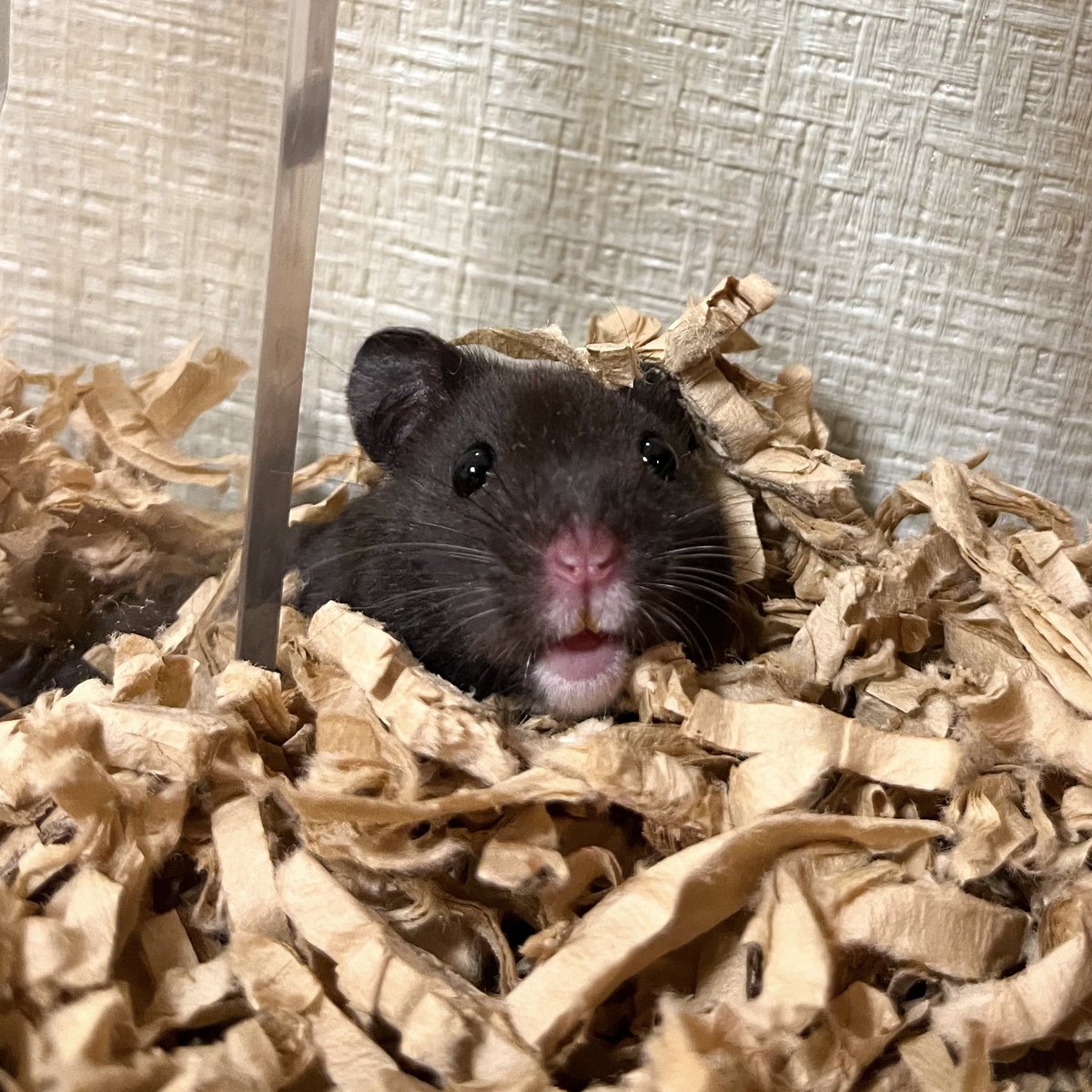 なかちりゅり tweet media