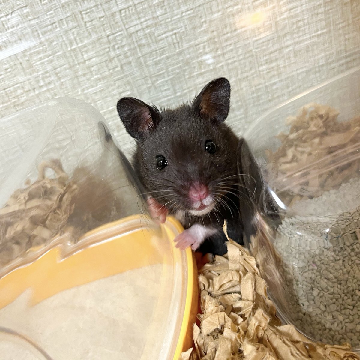 なかちりゅり tweet media