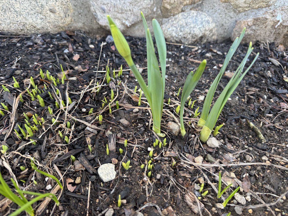 Ed McDonough tweet media