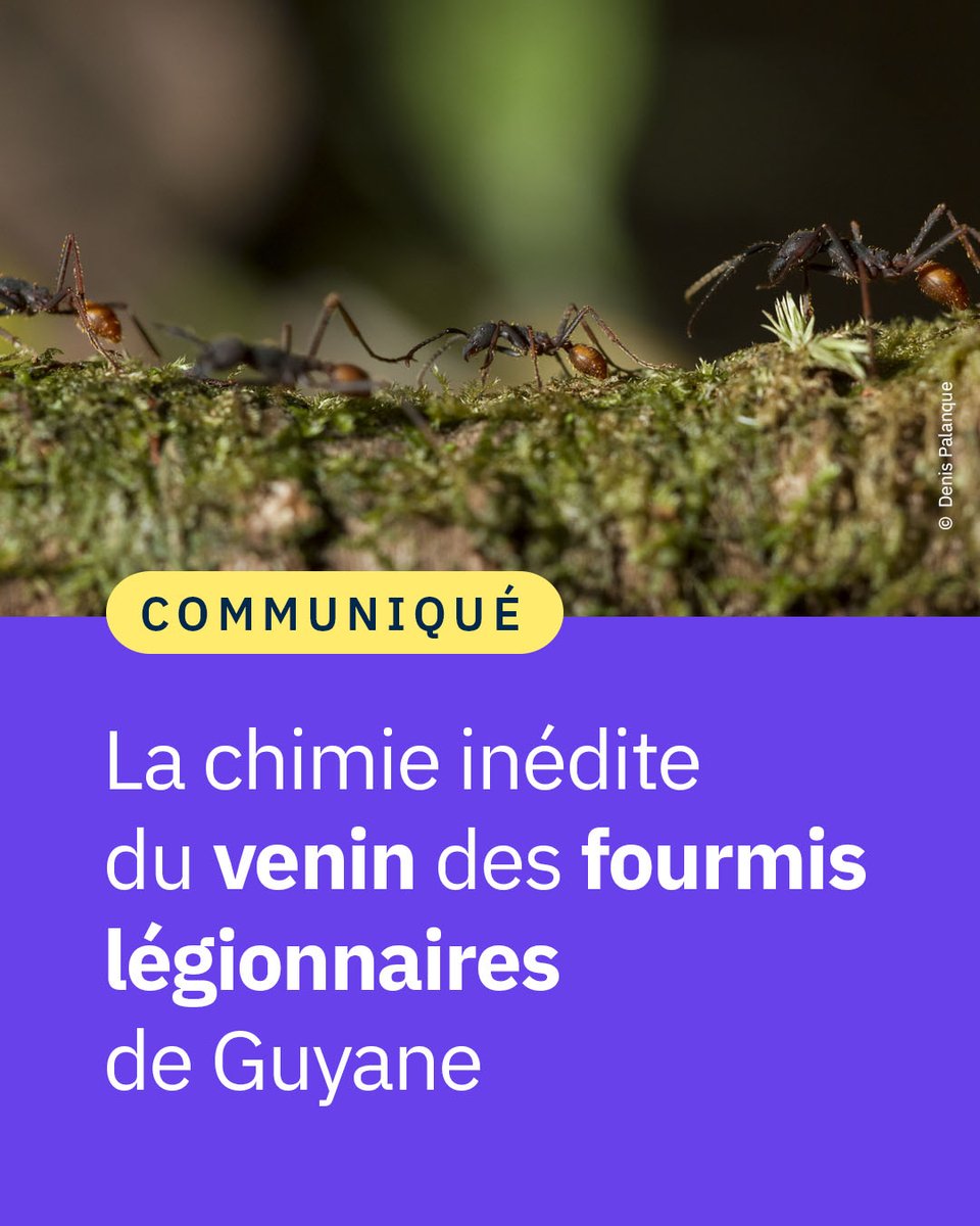 CNRS 🌍 tweet media