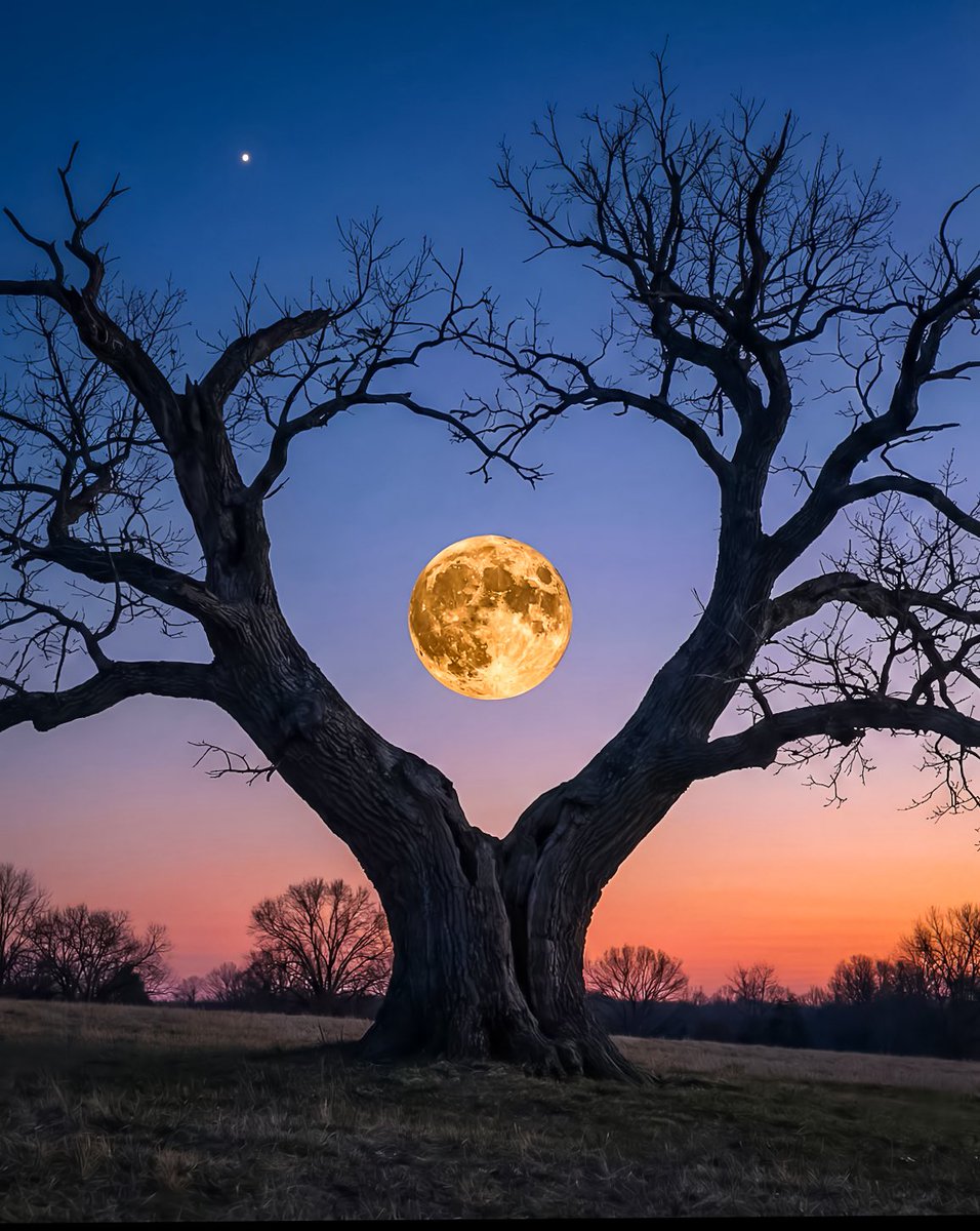 aesthetic tweet media