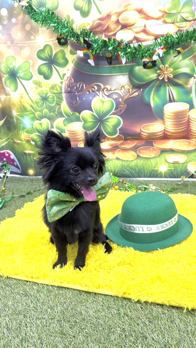 Trysta Krick 🔥 tweet media