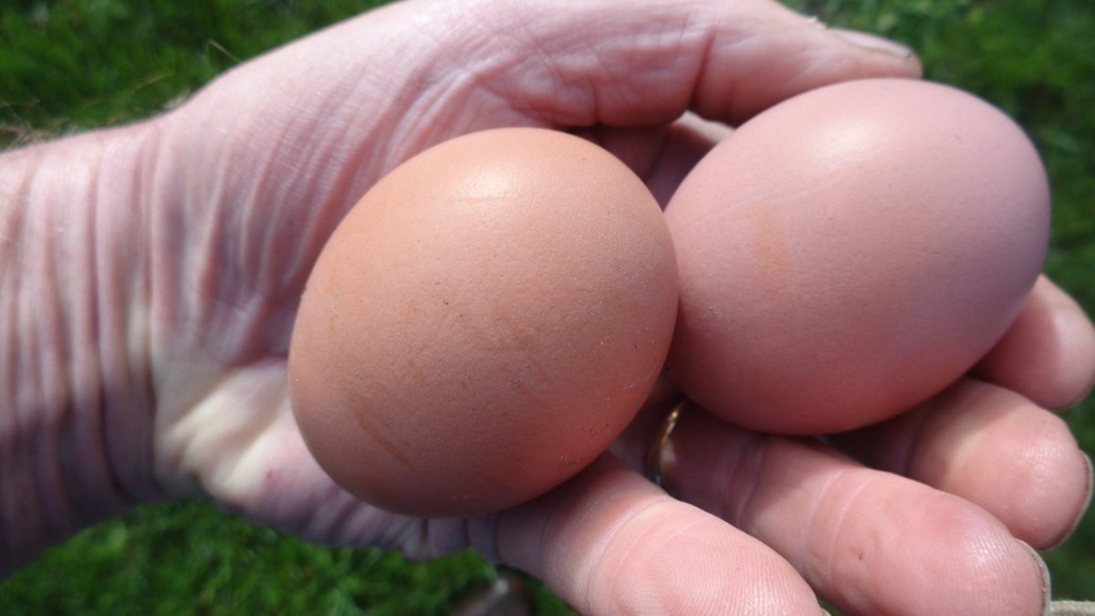 John Lewis-Stempel tweet media